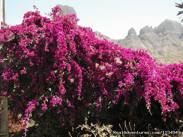 Flowers | Palm Beach Resort ..an accessible tropical holiday | Image #14/15 | 