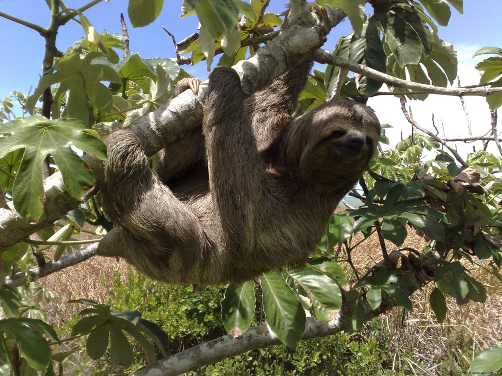 Wilderness at hand | Relax and security in Brazil at Pousada Aquavilla | Image #9/16 | 