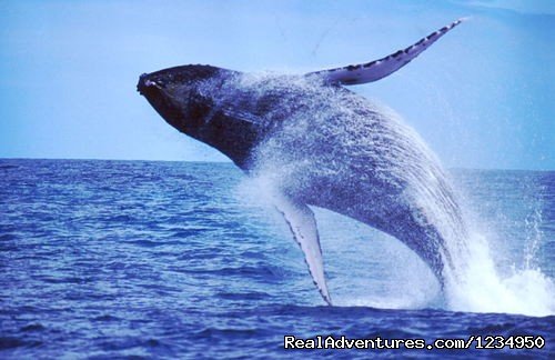 Whales watching (Prado, Bahia, Brazil) | Relax and security in Brazil at Pousada Aquavilla | Image #12/16 | 