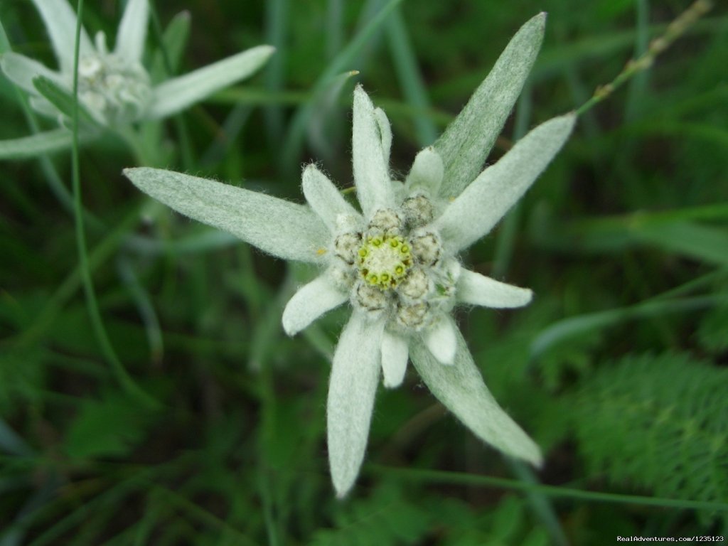 Mongolian Edelweiss | Gobi Expeditions Mongolia | Image #18/20 | 