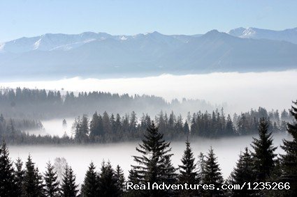 Wolf and Lynx Tracking | Liptov, Slovakia | Wildlife & Safari Tours | Image #1/6 | 