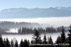 Wolf and Lynx Tracking | Liptov, Slovakia | Wildlife & Safari Tours