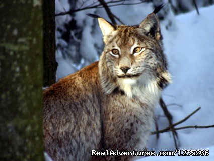 Wolf and Lynx Tracking | Image #2/6 | 