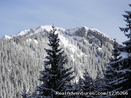 Wolf and Lynx Tracking | Image #4/6 | 