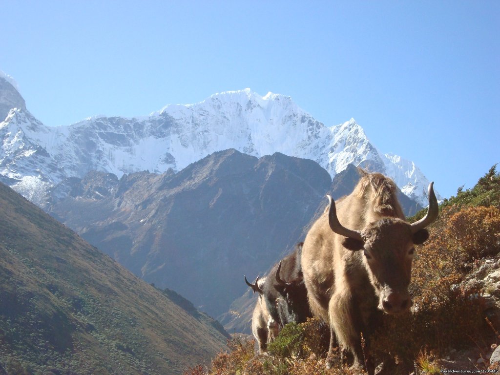 Yak & Everest | Everest Base Camp Trek | Image #3/3 | 