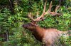 Colorado Big Game Hunting | Craig, Colorado