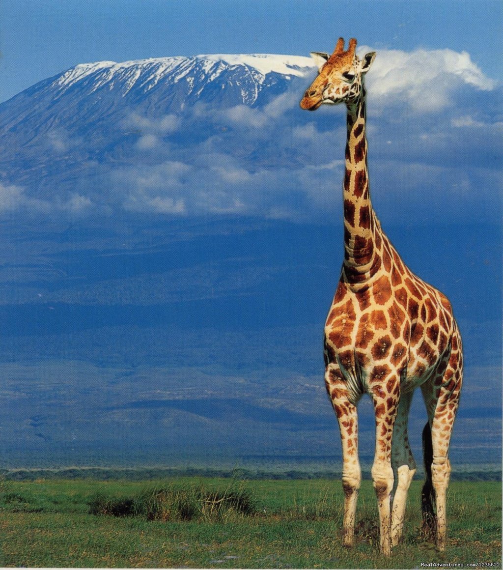 Kilimanjaro trekking expeditions | Climbing kilimanjaro tours, trekking in Tanzania | Image #2/7 | 