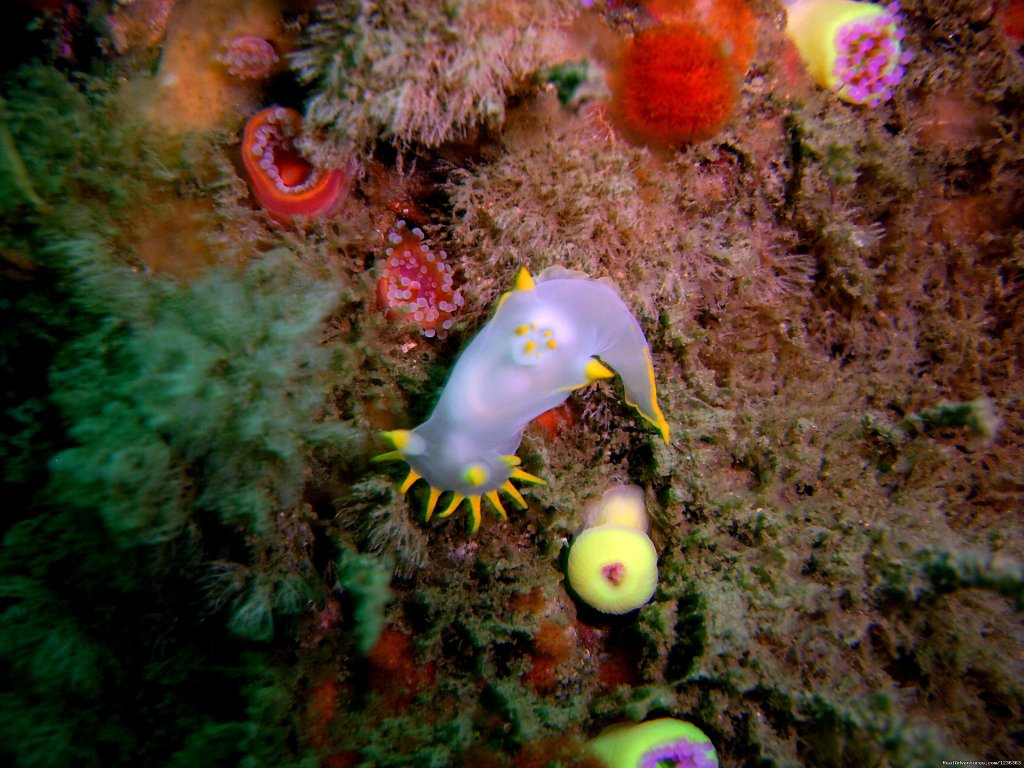 Neudibranch | Oceanaddicts Dive with us South Coast of Ireland | Image #4/10 | 