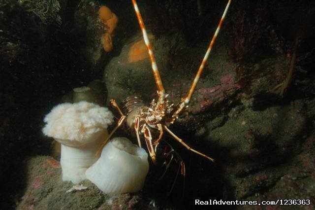 CrayFish | Oceanaddicts Dive with us South Coast of Ireland | Image #9/10 | 