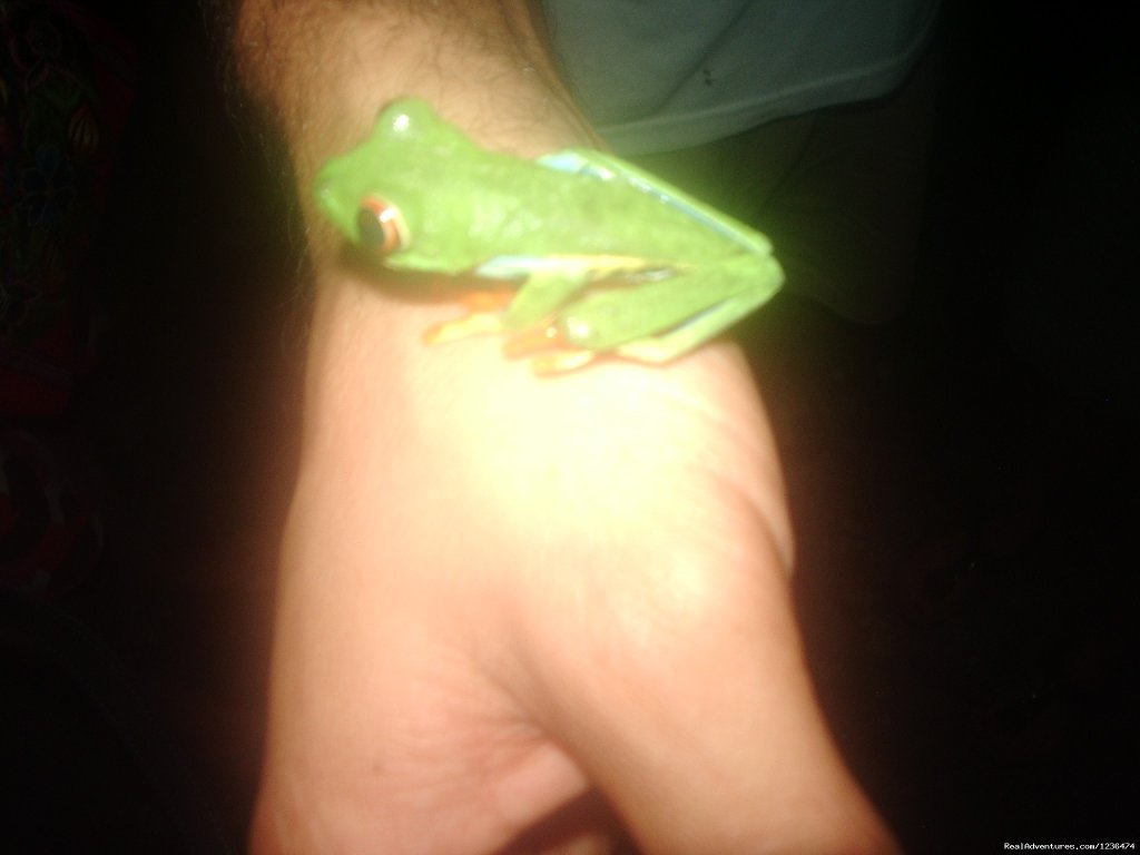 frogs found in Arenal | Costa Rica & Panama Tour  with Marvelus Travel | Image #11/16 | 