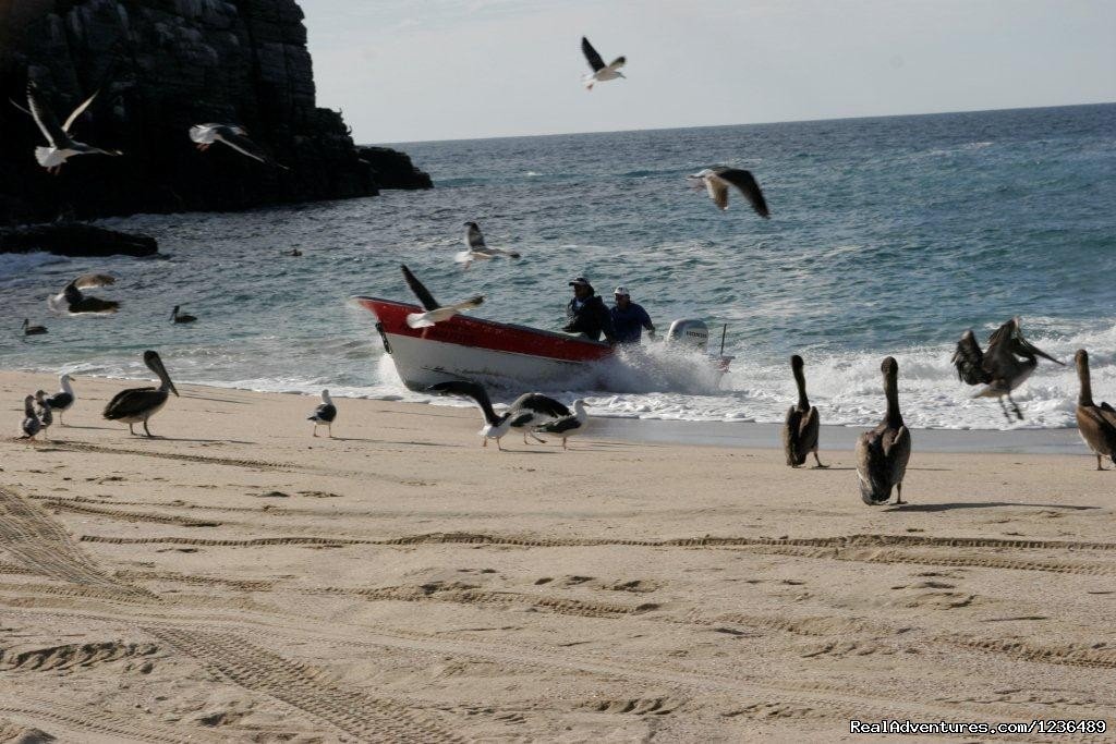 Beachfront Culinary Adventures | Todos Santos, Mexico, Mexico | Cooking Classes & Wine Tasting | Image #1/15 | 