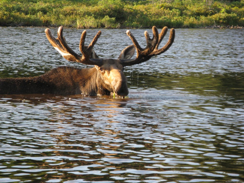 Moose Safari | Greenville Inn at Moosehead Lake | Image #15/23 | 