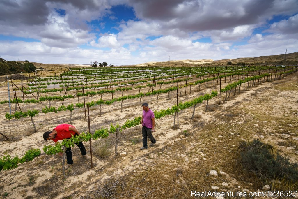 Boker Valley Vineyards | Boker Valley Farm | Image #9/26 | 