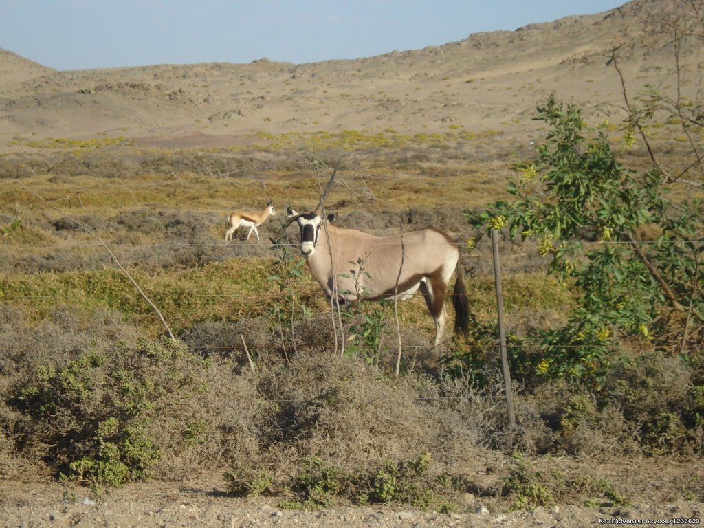 Oryx in the Desert | Swakopmund,  Namibia, apartment in historic house | Image #3/8 | 