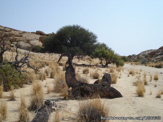 Dry river bed in the Namib | Swakopmund,  Namibia, apartment in historic house | Image #5/8 | 