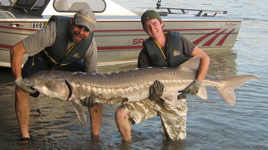 Incredible Sturgeon Fishing | Angling Adventures With Prestige Sportfishing | Harrison Mills, British Columbia  | Fishing Trips | Image #1/4 | 