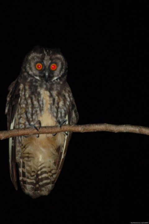 Stygian Owl