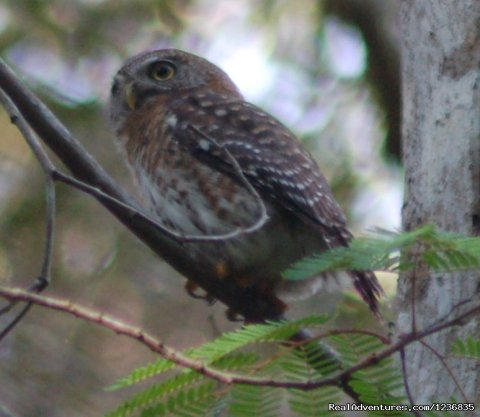 Cuba Pygmy Owl