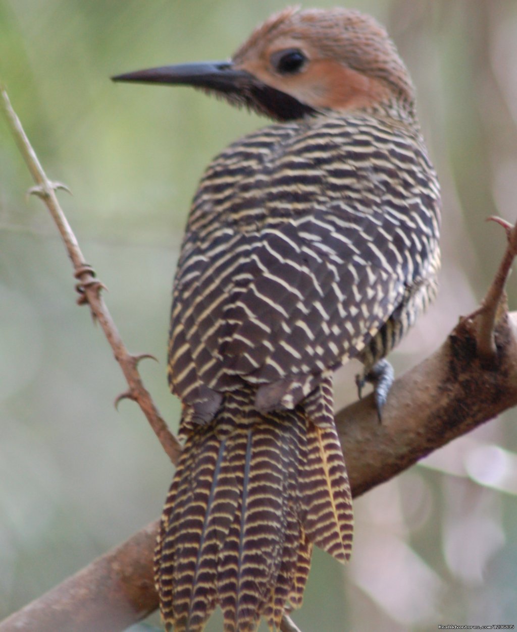 Fernandina's Flicker | Down East Nature Tours | Image #2/11 | 