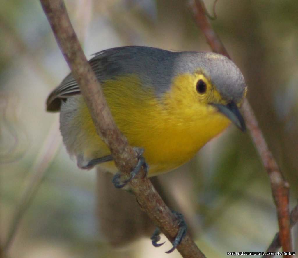 Oriente Warbler | Down East Nature Tours | Bar harbor, Maine  | Birdwatching | Image #1/11 | 