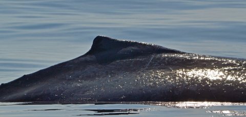 Humpback Whale