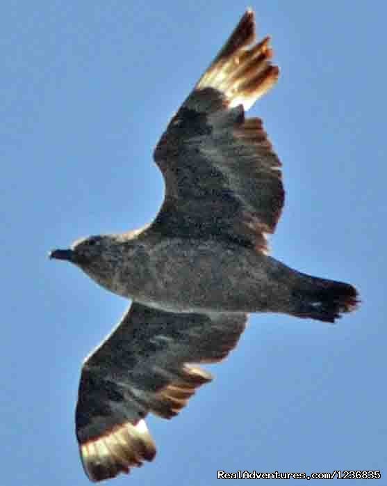 South Polar Skua | Down East Nature Tours | Image #7/11 | 