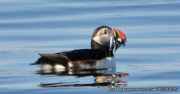 Atlantic Puffin | Down East Nature Tours | Image #11/11 | 