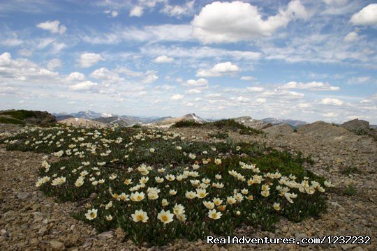 Wilderness wildflowers | Horseback Riding Adventures | Image #16/20 | 