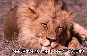 Backpackers Budget Safaris In Tanzania & kenya | Nairobi, Kenya | Sight-Seeing Tours