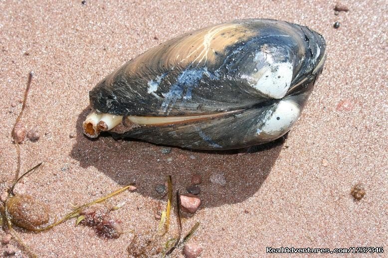 Giant Bar Clam | Paradise On The Sea Adventures | Image #5/12 | 