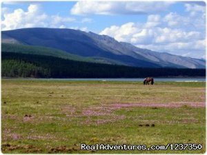 Horse Trek Near  Khovsgol Lake