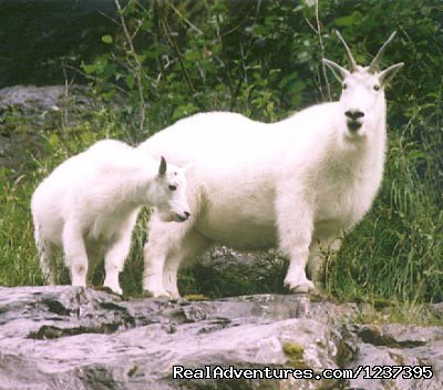 Wildlife | Upscale Lodging on the Kenai River, Alaska | Image #14/22 | 