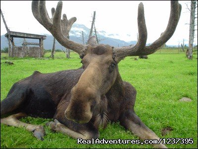 Moose | Upscale Lodging on the Kenai River, Alaska | Image #17/22 | 