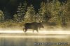 Maine Moose Watching Tours Moosehead Lake Maine | Greenville, Maine