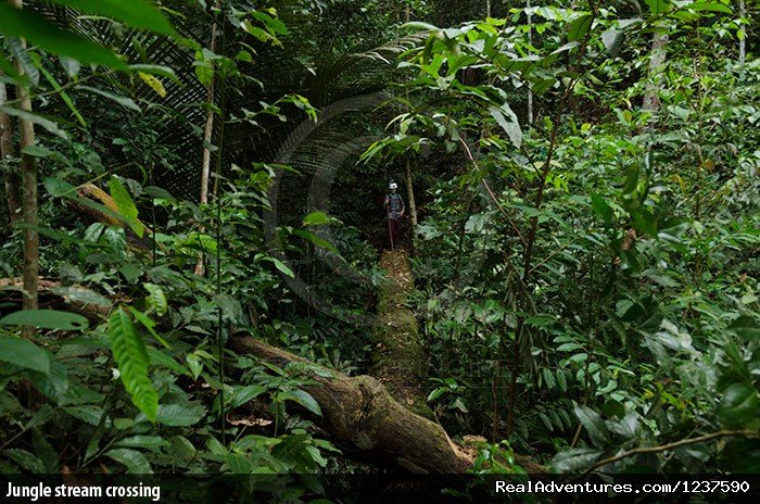 Jungle stream crossing | Tree Climbing and Hiking in the Amazon Rainforest | Image #3/6 | 