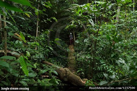 Jungle stream crossing