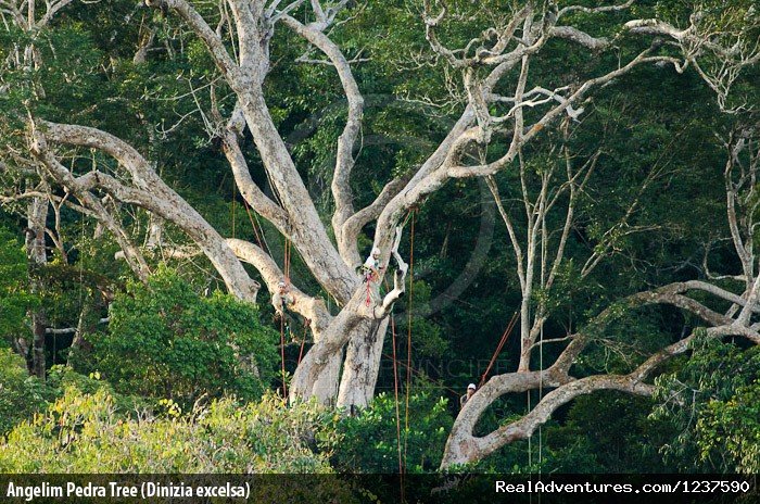 Angelim Pedra Tree (Dinizia Excelsa) | Tree Climbing and Hiking in the Amazon Rainforest | Image #4/6 | 