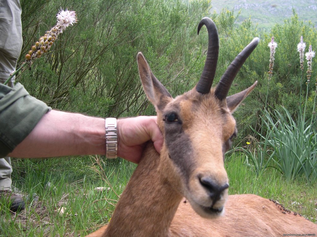 Chamois Gams Rebeco | Hunting Trips to Spain | Image #9/11 | 