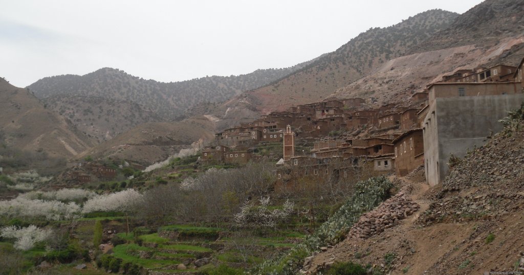 Matate in blossom. | Toubkal Mountain Leader | Image #8/10 | 