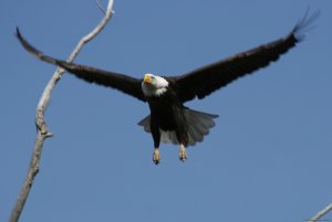 View Northern Maine's Boreal Species | Eagle Lake, Maine | Birdwatching