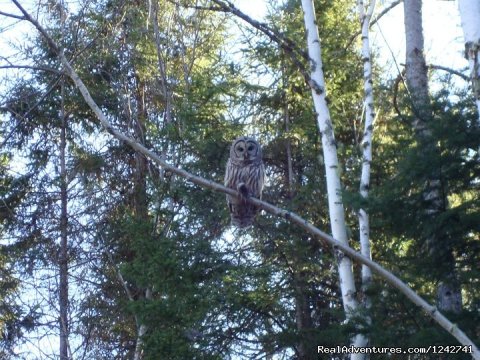 Owls