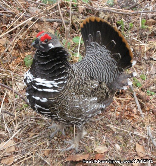 Spruce Grouse | View Northern Maine's Boreal Species | Image #3/21 | 