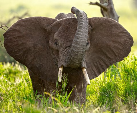 An Elephant At Tarangire Park