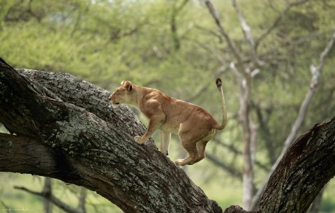 Tree Climbing Lion