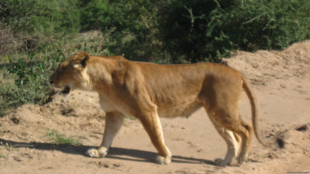 Lions in the wilderness | Explore wilds of Uganda the best in Africa | Image #5/7 | 