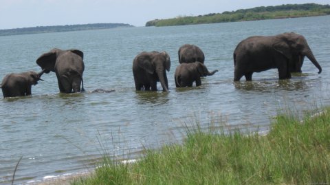 Herd of Elephants