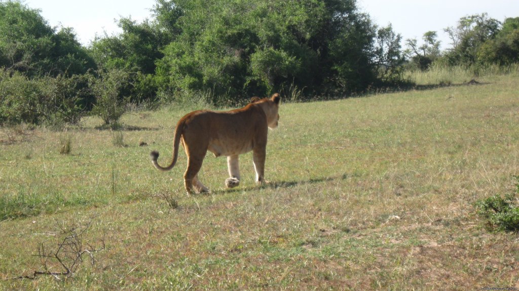 Lions | Explore wilds of Uganda the best in Africa | Image #7/7 | 