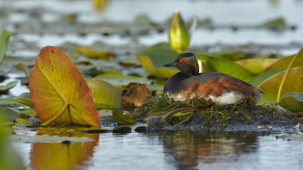 Birdwatching Day Trip To The Danube Delta - Privat | Image #4/6 | 