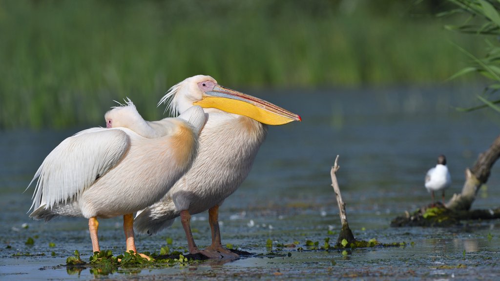 Birdwatching Day Trip To The Danube Delta - Privat | Image #3/6 | 