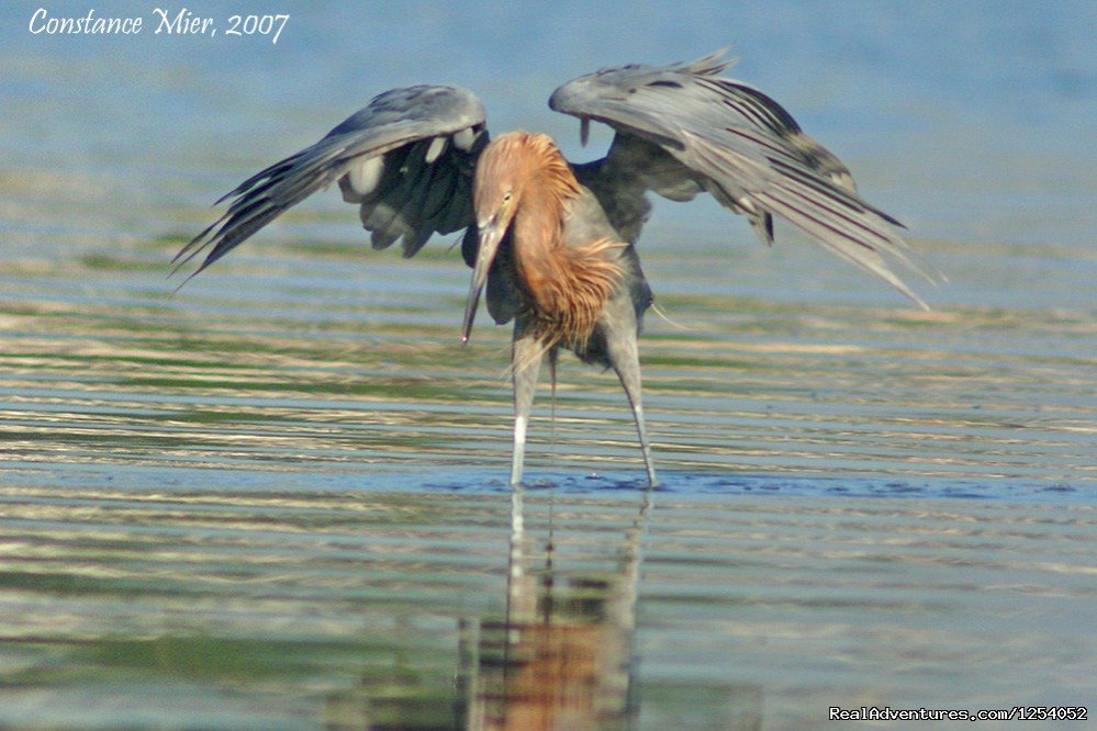 Birding in the Back Country | Everglades Nat'l Park - Boat Assisted Kayak Tour | Image #4/12 | 